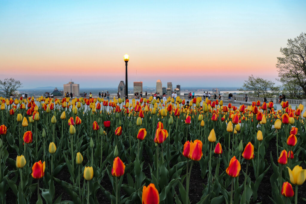 tulipes_montréal_skyline_coucher_de_soleil